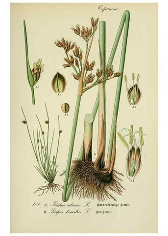 Reproducción/Reproduction 7845361818: Flora von Deutschland, Österreich und der Schweiz.. Gera,Zezschwitz,1903-