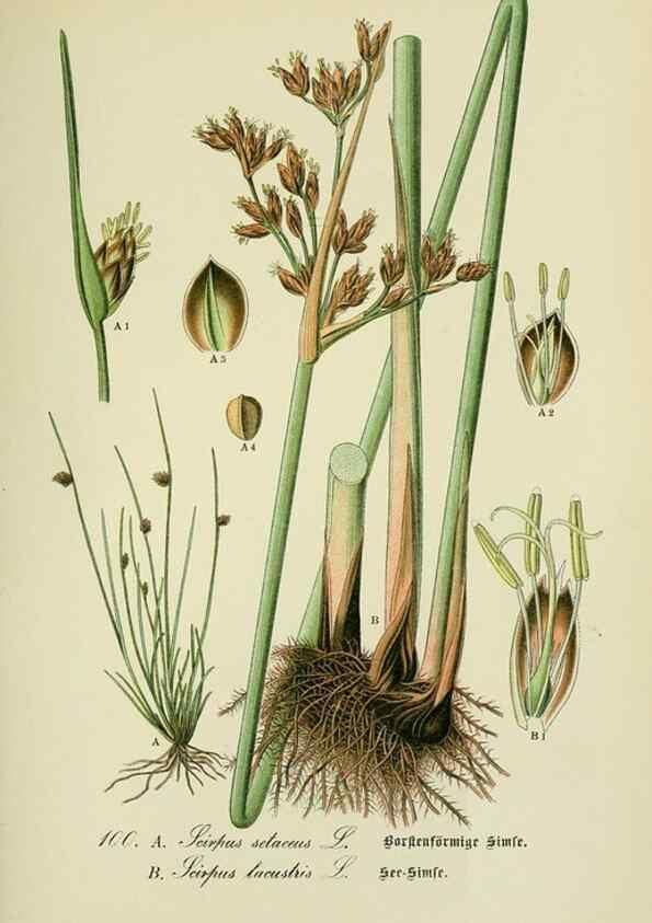 Reproducción/Reproduction 7845361818: Flora von Deutschland, Österreich und der Schweiz.. Gera,Zezschwitz,1903-
