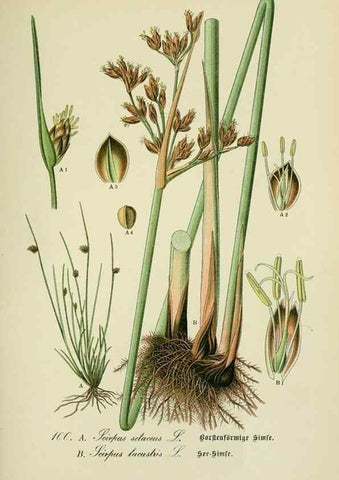Reproducción/Reproduction 7845361818: Flora von Deutschland, Österreich und der Schweiz.. Gera,Zezschwitz,1903-