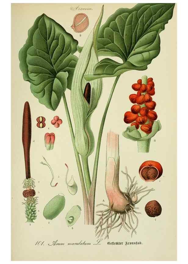 Reproducción/Reproduction 7845363238: Flora von Deutschland, Österreich und der Schweiz.. Gera,Zezschwitz,1903-