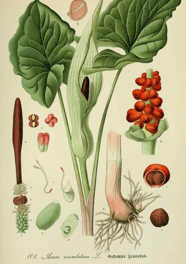 Reproducción/Reproduction 7845363238: Flora von Deutschland, Österreich und der Schweiz.. Gera,Zezschwitz,1903-