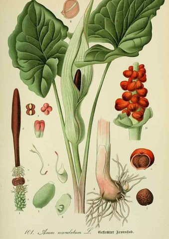 Reproducción/Reproduction 7845363238: Flora von Deutschland, Österreich und der Schweiz.. Gera,Zezschwitz,1903-