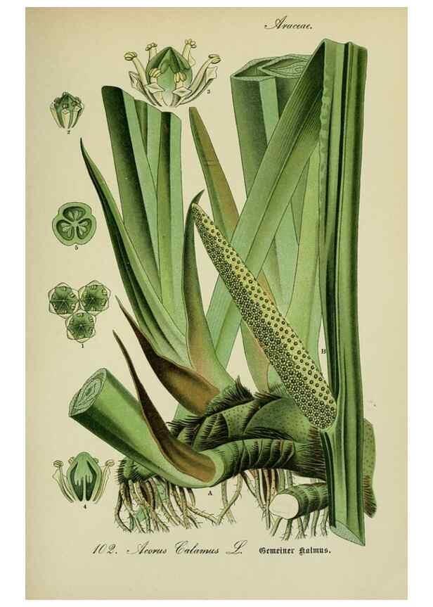 Reproducción/Reproduction 7845364718: Flora von Deutschland, Österreich und der Schweiz.. Gera,Zezschwitz,1903-