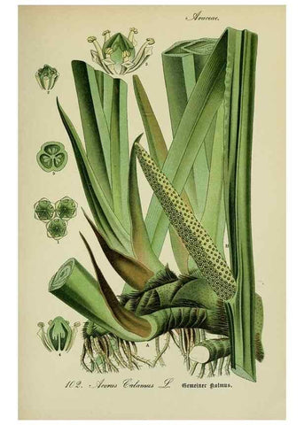 Reproducción/Reproduction 7845364718: Flora von Deutschland, Österreich und der Schweiz.. Gera,Zezschwitz,1903-