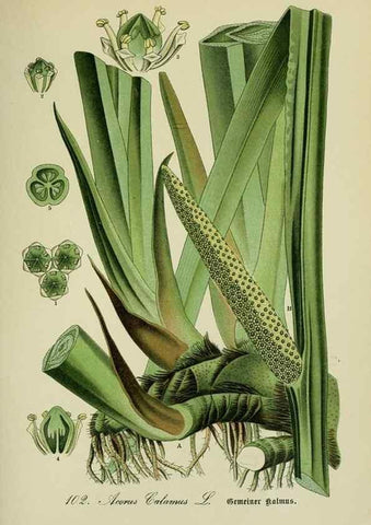 Reproducción/Reproduction 7845364718: Flora von Deutschland, Österreich und der Schweiz.. Gera,Zezschwitz,1903-