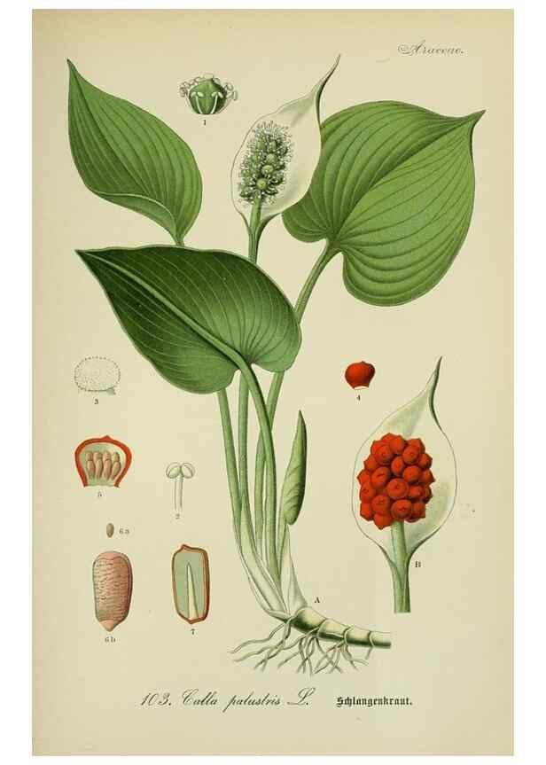 Reproducción/Reproduction 7845366352: Flora von Deutschland, Österreich und der Schweiz.. Gera,Zezschwitz,1903-