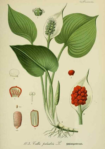 Reproducción/Reproduction 7845366352: Flora von Deutschland, Österreich und der Schweiz.. Gera,Zezschwitz,1903-