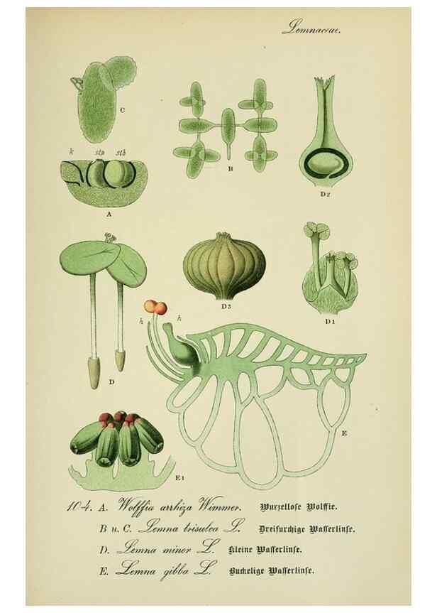 Reproducción/Reproduction 7845367598: Flora von Deutschland, Österreich und der Schweiz.. Gera,Zezschwitz,1903-