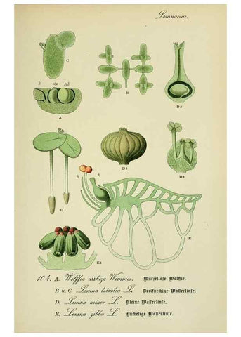 Reproducción/Reproduction 7845367598: Flora von Deutschland, Österreich und der Schweiz.. Gera,Zezschwitz,1903-