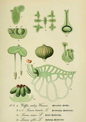 Reproducción/Reproduction 7845367598: Flora von Deutschland, Österreich und der Schweiz.. Gera,Zezschwitz,1903-