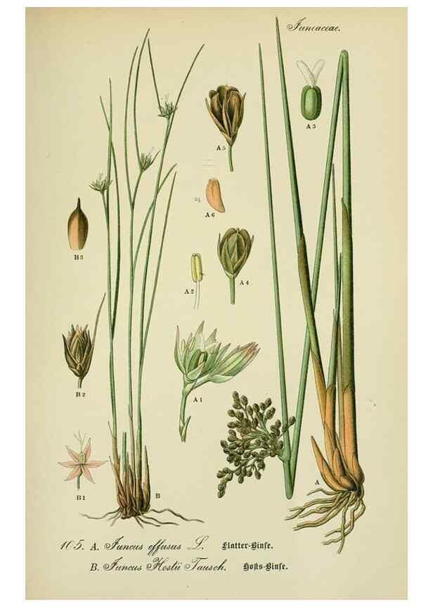 Reproducción/Reproduction 7845368914: Flora von Deutschland, Österreich und der Schweiz.. Gera,Zezschwitz,1903-