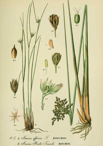 Reproducción/Reproduction 7845368914: Flora von Deutschland, Österreich und der Schweiz.. Gera,Zezschwitz,1903-
