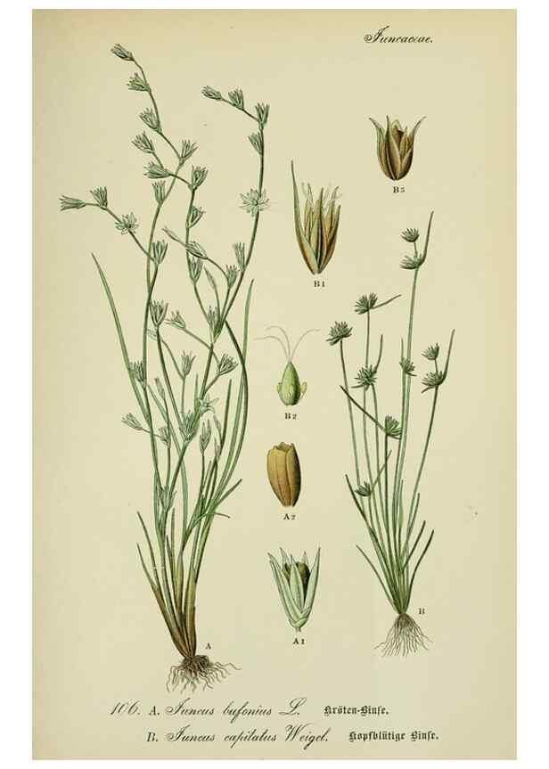 Reproducción/Reproduction 7845370134: Flora von Deutschland, Österreich und der Schweiz.. Gera,Zezschwitz,1903-
