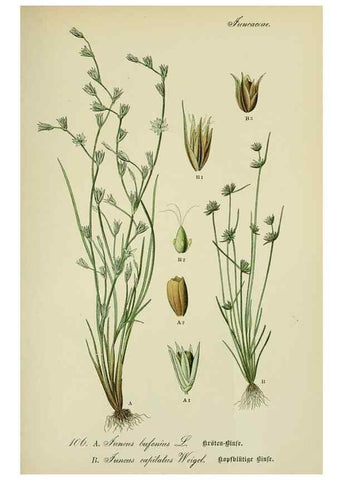 Reproducción/Reproduction 7845370134: Flora von Deutschland, Österreich und der Schweiz.. Gera,Zezschwitz,1903-