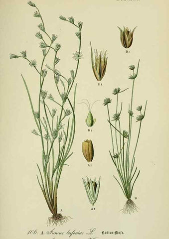 Reproducción/Reproduction 7845370134: Flora von Deutschland, Österreich und der Schweiz.. Gera,Zezschwitz,1903-