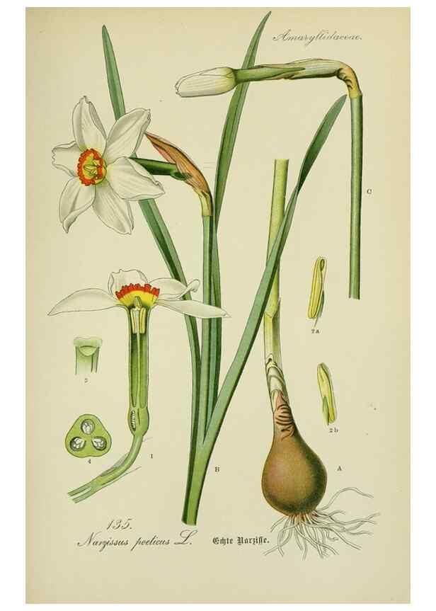 Reproducción/Reproduction 7845409878: Flora von Deutschland, Österreich und der Schweiz.. Gera,Zezschwitz,1903-
