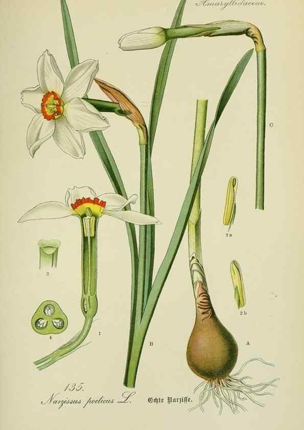 Reproducción/Reproduction 7845409878: Flora von Deutschland, Österreich und der Schweiz.. Gera,Zezschwitz,1903-