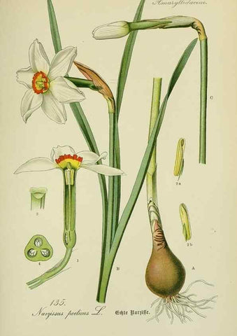 Reproducción/Reproduction 7845409878: Flora von Deutschland, Österreich und der Schweiz.. Gera,Zezschwitz,1903-