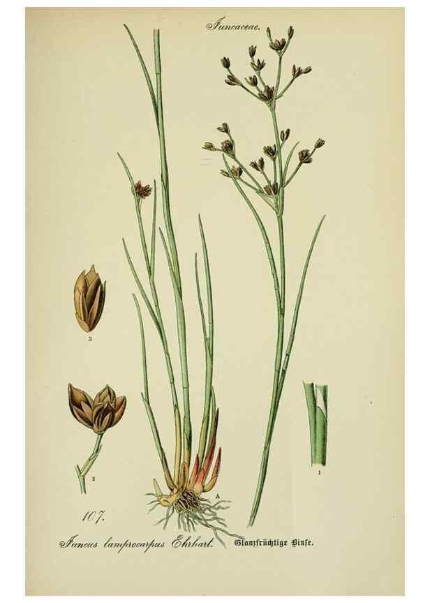 Reproducción/Reproduction 7845371476: Flora von Deutschland, Österreich und der Schweiz.. Gera,Zezschwitz,1903-