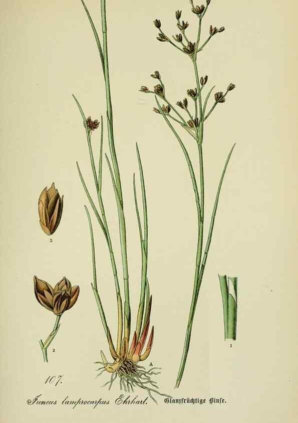 Reproducción/Reproduction 7845371476: Flora von Deutschland, Österreich und der Schweiz.. Gera,Zezschwitz,1903-