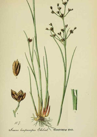 Reproducción/Reproduction 7845371476: Flora von Deutschland, Österreich und der Schweiz.. Gera,Zezschwitz,1903-