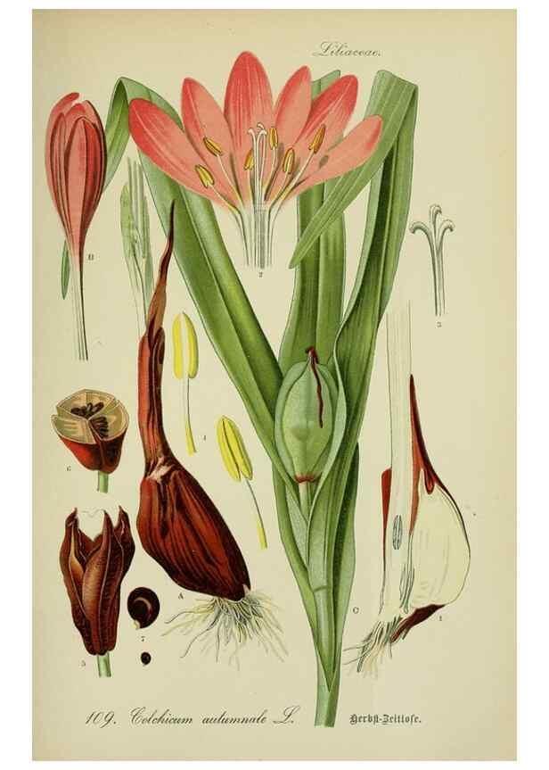 Reproducción/Reproduction 7845374246: Flora von Deutschland, Österreich und der Schweiz.. Gera,Zezschwitz,1903-