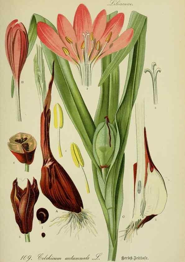 Reproducción/Reproduction 7845374246: Flora von Deutschland, Österreich und der Schweiz.. Gera,Zezschwitz,1903-