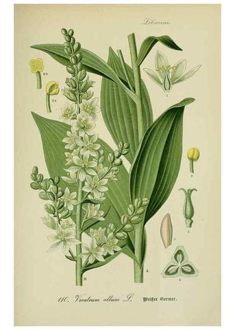 Reproducción/Reproduction 7845375616: Flora von Deutschland, Österreich und der Schweiz.. Gera,Zezschwitz,1903-