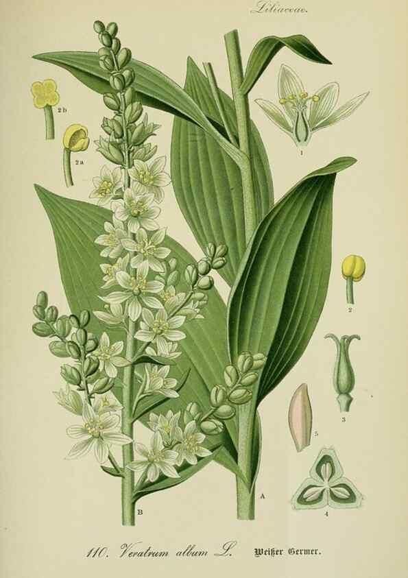 Reproducción/Reproduction 7845375616: Flora von Deutschland, Österreich und der Schweiz.. Gera,Zezschwitz,1903-