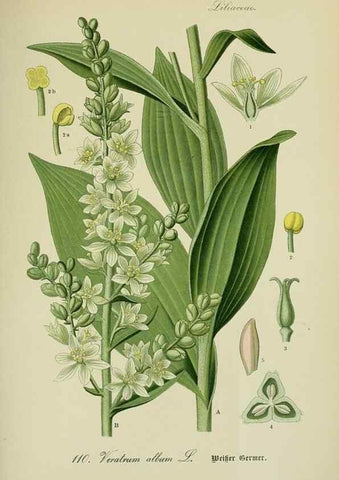 Reproducción/Reproduction 7845375616: Flora von Deutschland, Österreich und der Schweiz.. Gera,Zezschwitz,1903-