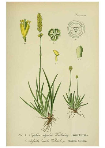 Reproducción/Reproduction 7845376882: Flora von Deutschland, Österreich und der Schweiz.. Gera,Zezschwitz,1903-