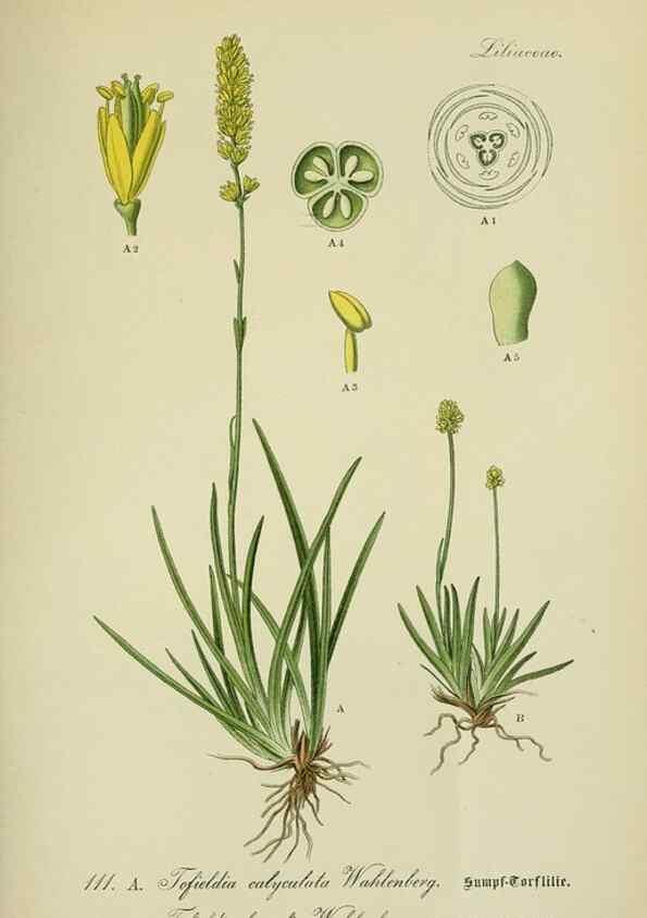 Reproducción/Reproduction 7845376882: Flora von Deutschland, Österreich und der Schweiz.. Gera,Zezschwitz,1903-