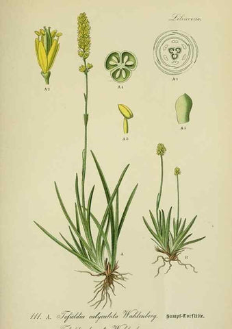 Reproducción/Reproduction 7845376882: Flora von Deutschland, Österreich und der Schweiz.. Gera,Zezschwitz,1903-