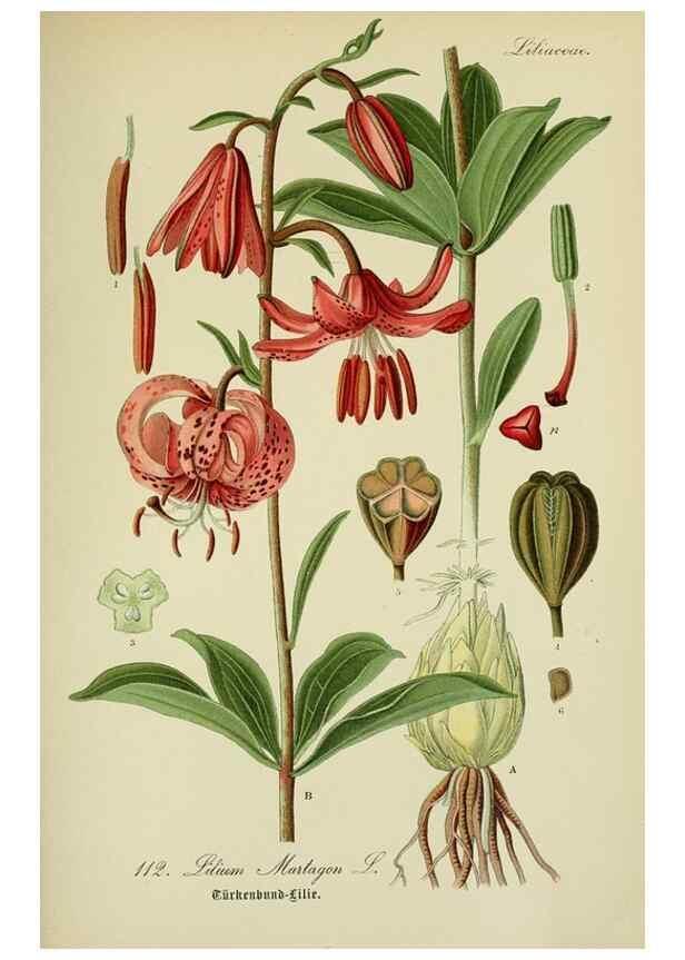 Reproducción/Reproduction 7845378214: Flora von Deutschland, Österreich und der Schweiz.. Gera,Zezschwitz,1903-