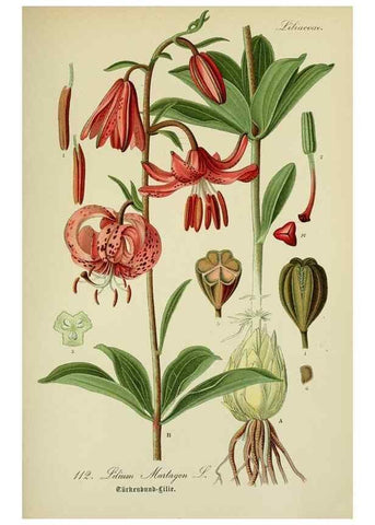 Reproducción/Reproduction 7845378214: Flora von Deutschland, Österreich und der Schweiz.. Gera,Zezschwitz,1903-