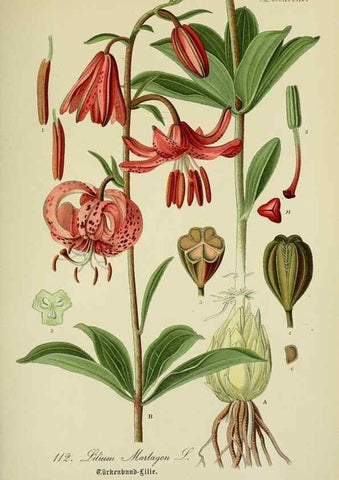 Reproducción/Reproduction 7845378214: Flora von Deutschland, Österreich und der Schweiz.. Gera,Zezschwitz,1903-