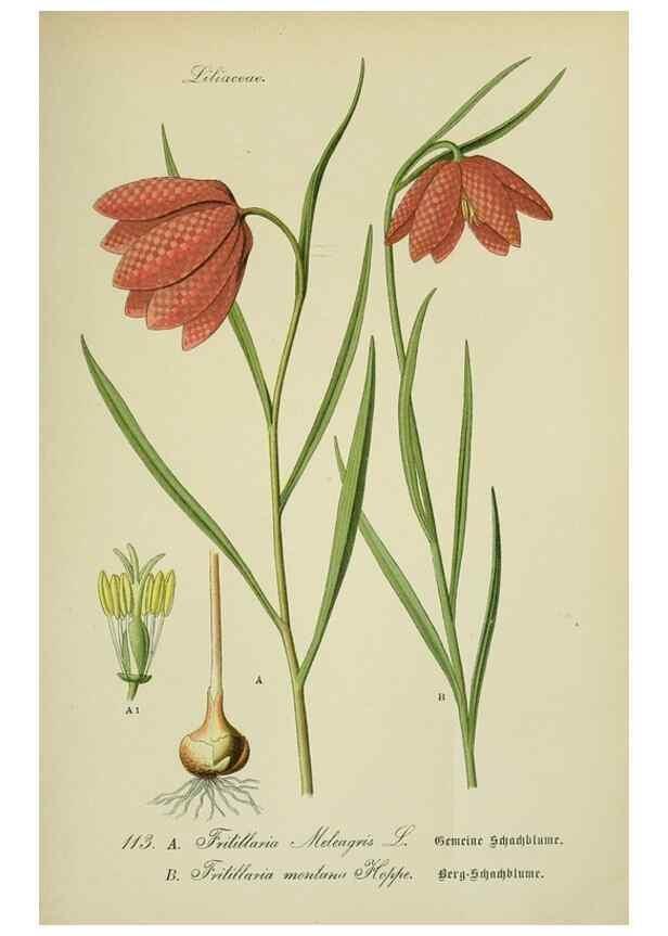 Reproducción/Reproduction 7845379412: Flora von Deutschland, Österreich und der Schweiz.. Gera,Zezschwitz,1903-