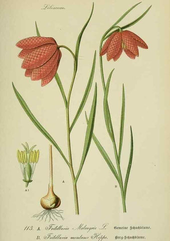 Reproducción/Reproduction 7845379412: Flora von Deutschland, Österreich und der Schweiz.. Gera,Zezschwitz,1903-