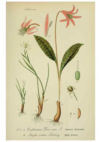 Reproducción/Reproduction 7845380486: Flora von Deutschland, Österreich und der Schweiz.. Gera,Zezschwitz,1903-