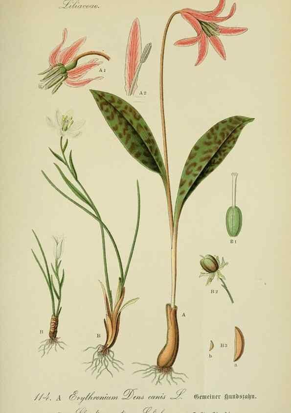 Reproducción/Reproduction 7845380486: Flora von Deutschland, Österreich und der Schweiz.. Gera,Zezschwitz,1903-