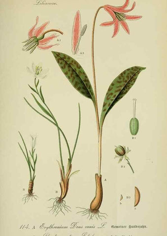 Reproducción/Reproduction 7845380486: Flora von Deutschland, Österreich und der Schweiz.. Gera,Zezschwitz,1903-