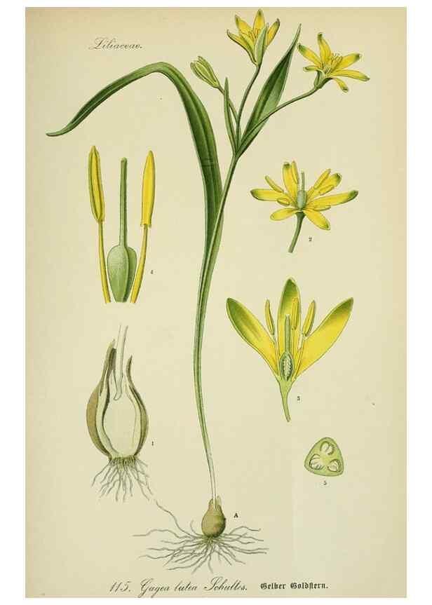 Reproducción/Reproduction 7845381706: Flora von Deutschland, Österreich und der Schweiz.. Gera,Zezschwitz,1903-