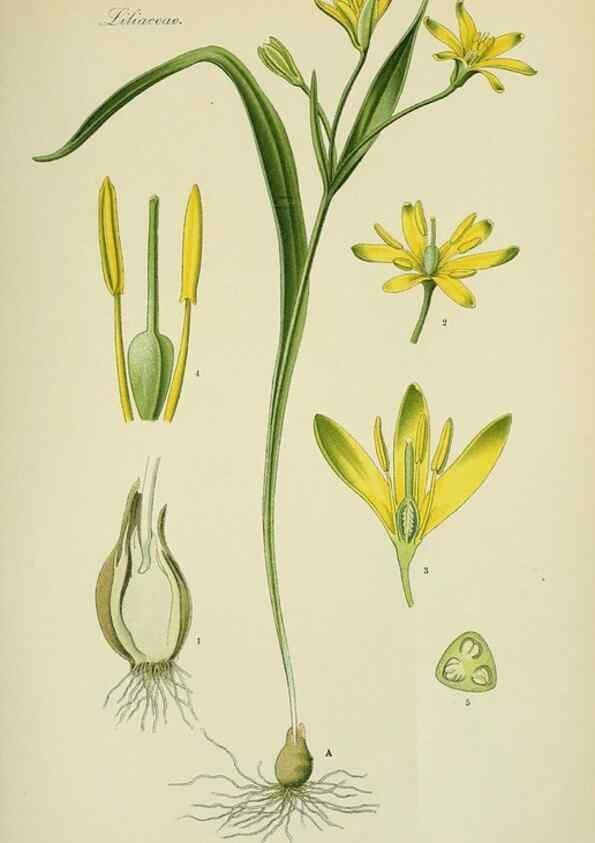 Reproducción/Reproduction 7845381706: Flora von Deutschland, Österreich und der Schweiz.. Gera,Zezschwitz,1903-