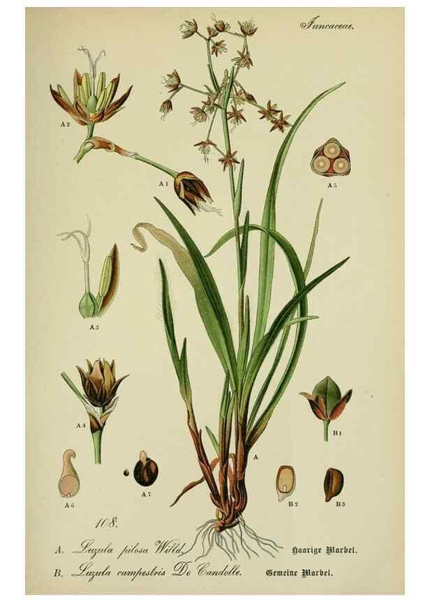 Reproducción/Reproduction 7845372768: Flora von Deutschland, Österreich und der Schweiz.. Gera,Zezschwitz,1903-