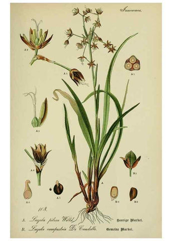 Reproducción/Reproduction 7845372768: Flora von Deutschland, Österreich und der Schweiz.. Gera,Zezschwitz,1903-