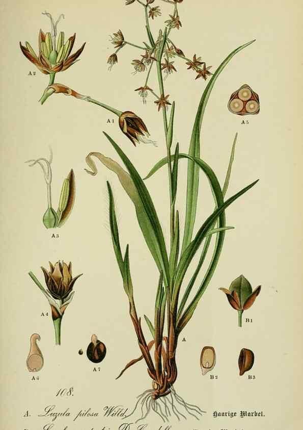 Reproducción/Reproduction 7845372768: Flora von Deutschland, Österreich und der Schweiz.. Gera,Zezschwitz,1903-