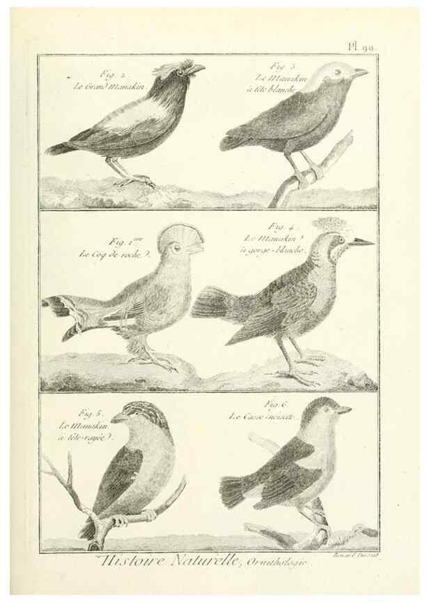 Reproducción/Reproduction 7850615818: Tableau encyclopédique et méthodique des trois règnes de la nature.. A Paris :Chez Mme. veuve Agasse ...,1823.