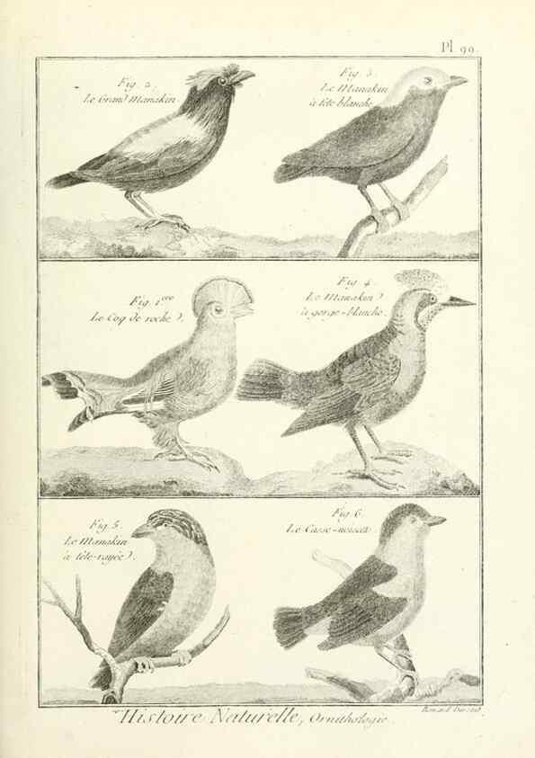 Reproducción/Reproduction 7850615818: Tableau encyclopédique et méthodique des trois règnes de la nature.. A Paris :Chez Mme. veuve Agasse ...,1823.