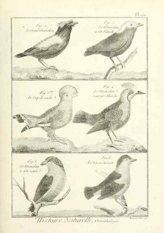 Reproducción/Reproduction 7850615818: Tableau encyclopédique et méthodique des trois règnes de la nature.. A Paris :Chez Mme. veuve Agasse ...,1823.