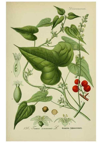 Reproducción/Reproduction 7845411258: Flora von Deutschland, Österreich und der Schweiz.. Gera,Zezschwitz,1903-